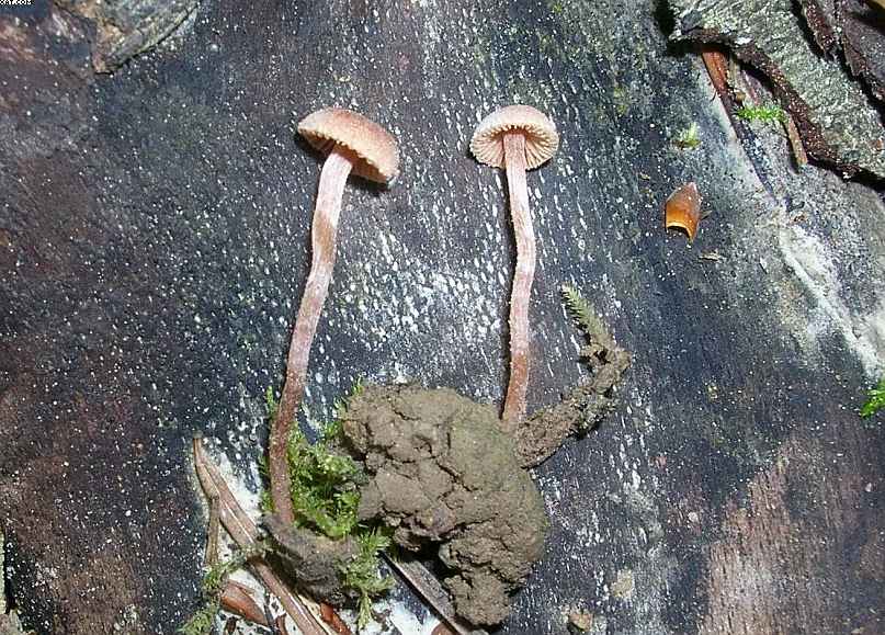 St. Chrischona ( CH )   30. Aprile 2005